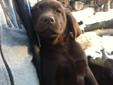 Wanted: Pure Bred Chocolate Labs
