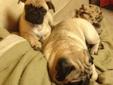 Wanted: PURE BRED PUGGIE MALE...AWESOME