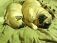 Wanted: PURE BRED PUGGIE MALE...AWESOME