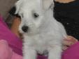 West Highland Terrier Puppy 