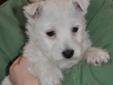 West Highland Terrier Puppy! Westie!