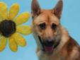 WHS - 1 year old Blonde Male Shepherd Mix Available to Adopt