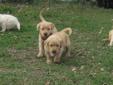 yellow lab x golden retriever puppies