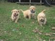 yellow lab x golden retriever puppies