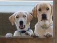 Yellow Labs for sale!