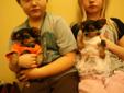 Yorkie Chihauhau Cross Puppies
