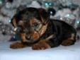 Yorkie only 2 left!