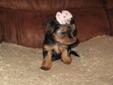 yorkie puppies for sale