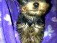 YORKIE PUPPIES-MALE