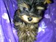 YORKIE PUPPIES-MALE
