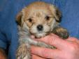YORKIE X PUPPIES, ONLY 2 LEFT