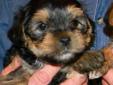 YORKIE X PUPPIES, ONLY 2 LEFT