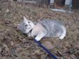 Young Female Cat - Dilute Calico: 