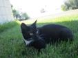 Young Female Cat - Domestic Short Hair: 
