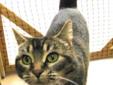 Young Female Cat - Tabby - Brown: 