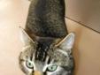 Young Female Cat - Tabby - Brown: 