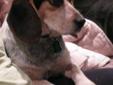 Young Female Dog - Beagle: 