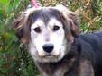 Young Female Dog - Golden Retriever German Shepherd Dog: 