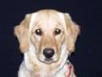 Young Female Dog - Golden Retriever: 