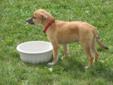 Young Female Dog - Labrador Retriever: 