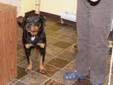 Young Female Dog - Rottweiler Black Labrador Retriever: 