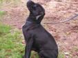 Young Female Dog - Shar Pei Labrador Retriever: 