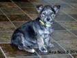 Young Female Dog - Terrier: 
