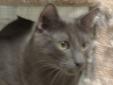 Young Male Cat - Domestic Short Hair-gray: 