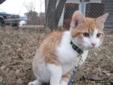 Young Male Cat - Domestic Short Hair - orange and white Tabby