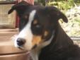 Young Male Dog - Bernese Mountain Dog Husky: 