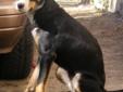 Young Male Dog - Bernese Mountain Dog Husky: 