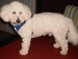 Young Male Dog - Bichon Frise Poodle: 