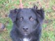 Young Male Dog - Border Collie: 