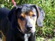 Young Male Dog - Coonhound: 