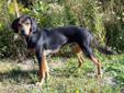 Young Male Dog - Coonhound: 