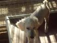 Young Male Dog - Poodle: 
