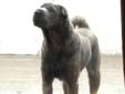 Young Male Dog - Shar Pei: 