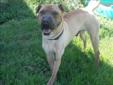 Young Male Dog - Shar Pei: 